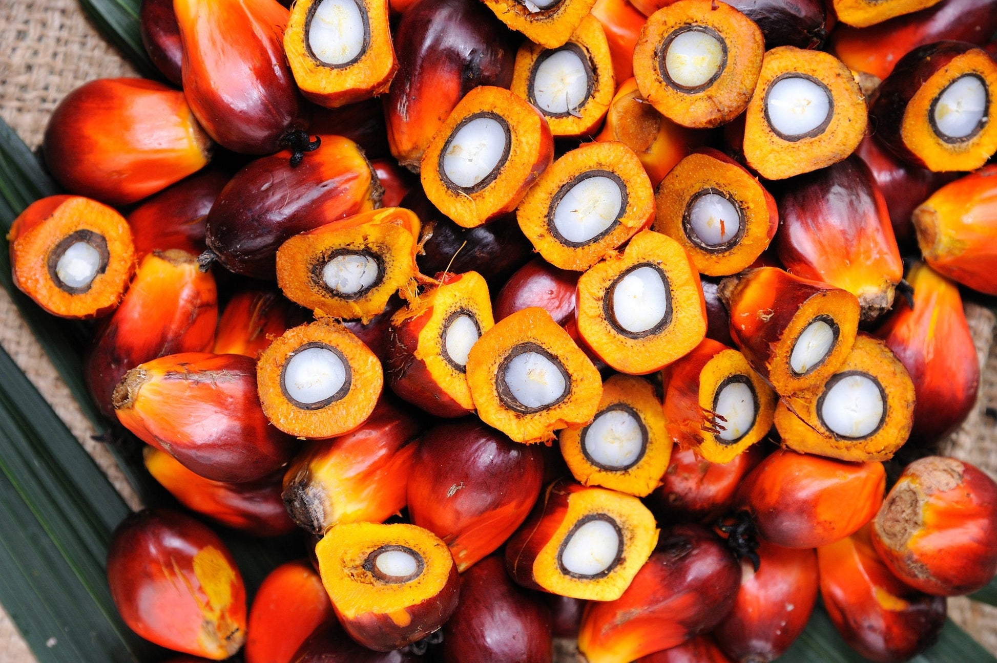 T'S PALM OIL Seeds